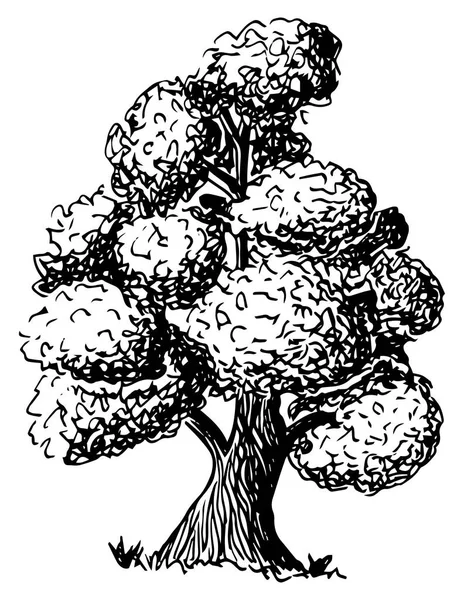 Εικονογράφηση Διάνυσμα Ένα Φυλλοβόλο Δέντρο Που Σκιαγραφήθηκαν Χέρι — Διανυσματικό Αρχείο