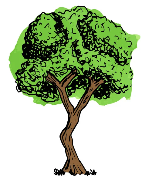 Vektorové Ilustrace Listnatý Strom Nakreslil Ručně — Stockový vektor