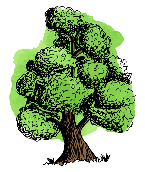 Ilustração Vetorial Uma Árvore Decídua Esboçada Mão — Vetor de Stock