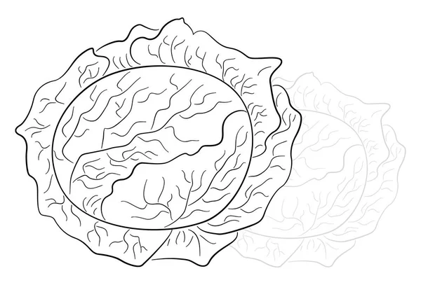 Ilustrație Vectorială Varzei Desenate — Vector de stoc