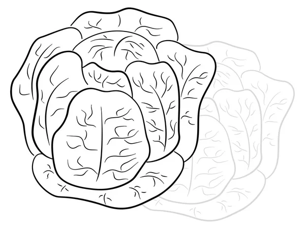 Vector Illustration Drawn Cartoon Cabbage — Stock Vector