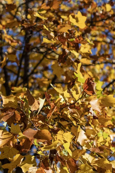 Sárga Őszi Levelek Egy Faágon — Stock Fotó