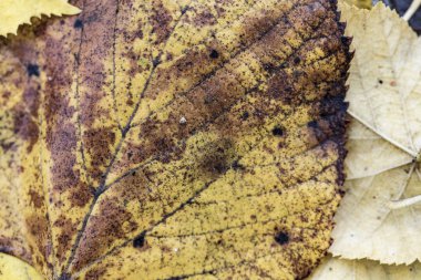 Sarı sonbahar yaprakları kapanıyor.