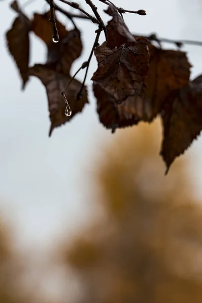 Krople Deszczu Spadające Brązowe Martwe Liście Jesieni — Zdjęcie stockowe