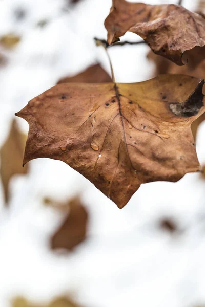 茶色の秋の葉はまだぼやけた背景に隔離されています — ストック写真