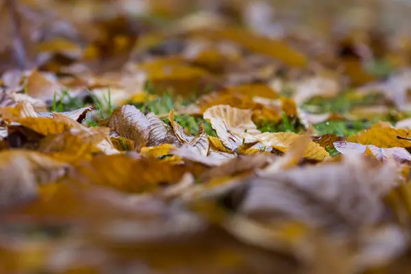 Коричневые Осенние Листья Полу — стоковое фото