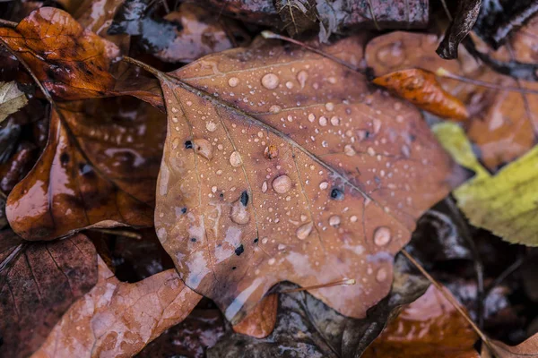 秋に雨が降る茶色の葉が地面に横たわっている — ストック写真