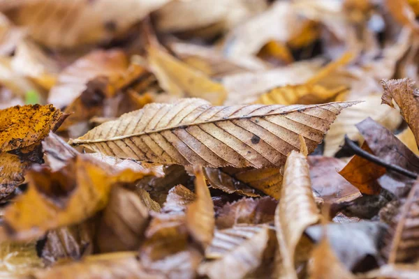 床面に茶色の秋の葉 — ストック写真