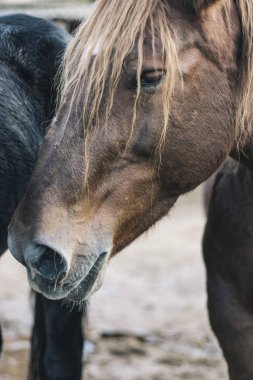 Kıllı bir siyah at yanında kahverengi at baş portre