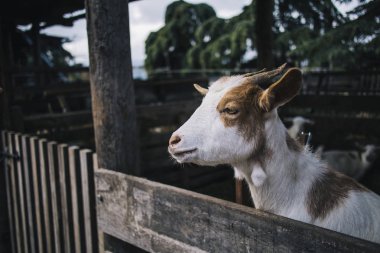 Sevimli Genç beyaz ve kahverengi keçi çiftlik hayvanı bir ahşap çit portre tırmanma
