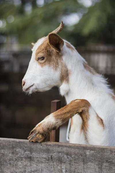 Bonito Jovem Branco Marrom Cabra Fazenda Animal Escalando Retrato Cerca — Fotografia de Stock