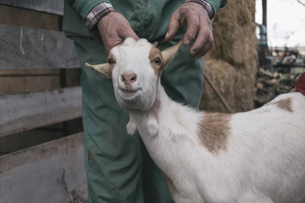 Kahverengi ve beyaz keçi bir çiftçi tarafından düzenlenen