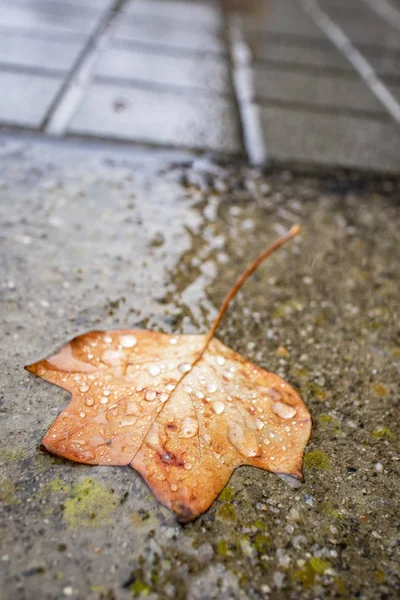 都市の床への水滴で覆われて秋の葉 — ストック写真