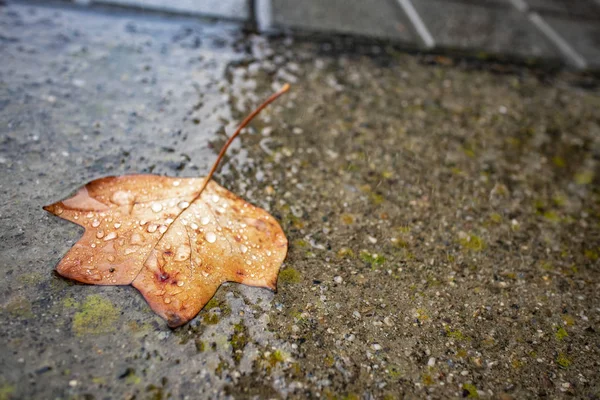 Esőcseppek Amely Egy Elszigetelt Narancssárga Őszi Levél Városi Talajon — Stock Fotó