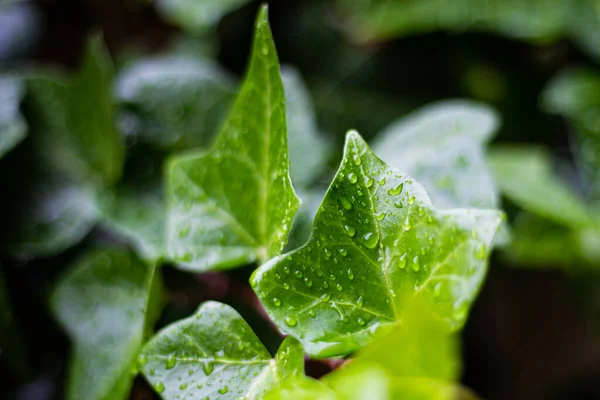 Dešťové Kapky Zelené Listy Zblízka Přírody Stále — Stock fotografie