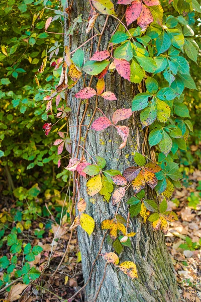 Folhas Vermelhas Outono Uma Paisagem Verde Floresta — Fotografia de Stock