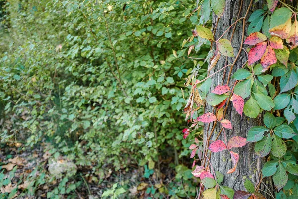 Vörös Őszi Levelek Zöld Erdő Táján — Stock Fotó