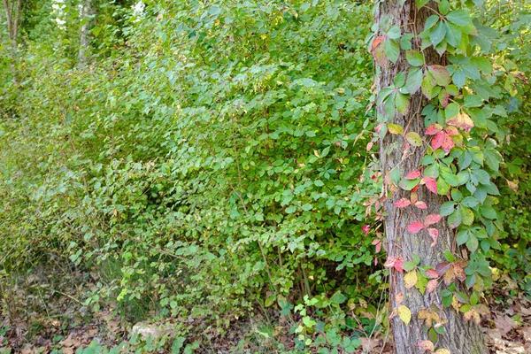 Красные Осенние Листья Зеленом Лесном Ландшафте — стоковое фото