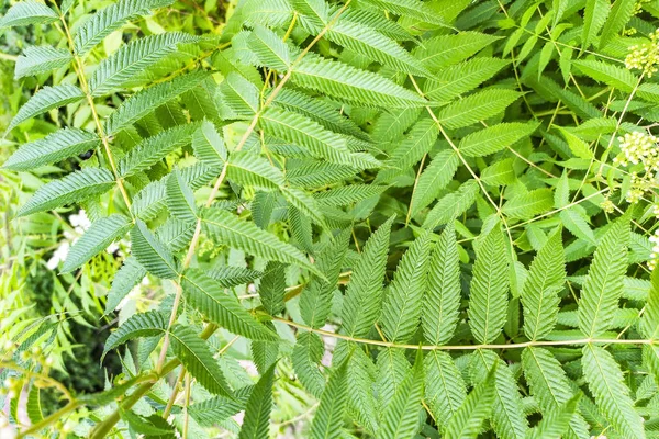 Mountain Ash grenar med unga transparenta gröna blad i solljuset. Bakgrund med en sida från gröna blad av Sorbus aucuparia i skogen. — Stockfoto