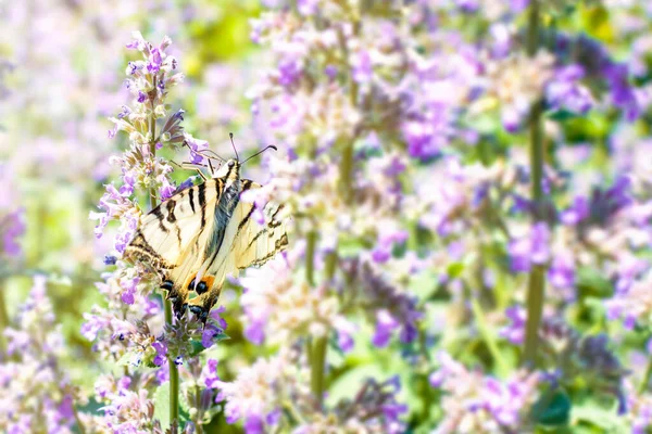 Közelkép Pillangó Iphiclides Podalirius Egy Minta Egy Orgonavirág Kerti Növény — Stock Fotó