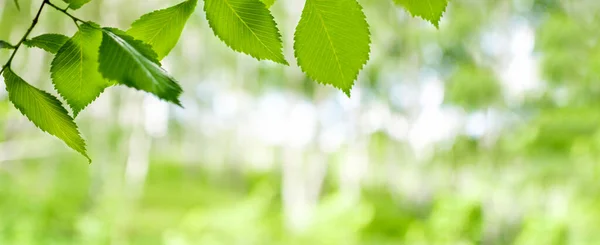 Närbild Gren Med Gröna Blad Ett Träd Suddig Natur Bakgrund — Stockfoto