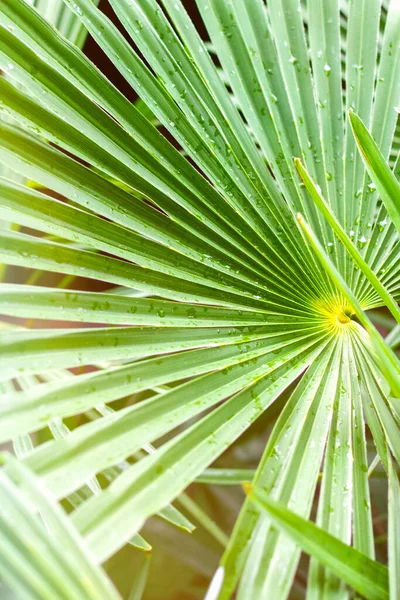 Takken Van Een Tropische Livistona Rotundifolia Palm Boom Dichtbij Bij — Stockfoto