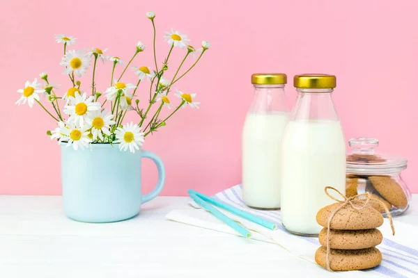 Fresh milk in a glass bottle and oatmeal homemade cookies on a white table with chamomiles on a pink wall background. Two bottles of healthy natural drink with straws in the kitchen on a summer day.