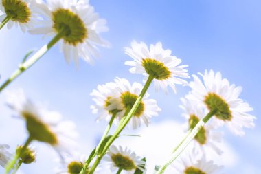 Papatyalar, açık mavi gökyüzüne karşı bir çayırda yetişir. Yaz çiçekleri papatyalar, ilaç bitkileri güneşe doğru büyür. Doğa arkaplanı.