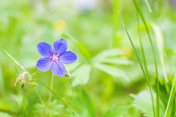 Κοντινό Πλάνο Ενός Μπλε Λουλουδιού Άγριου Δάσους Γεράνι Sylvaticum Στο — Φωτογραφία Αρχείου