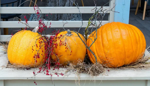 Composition of three large ripe orange pumpkins and straw close-up on a white wooden table at the entrance to the cafe. Autumn decor for Halloween and Thanksgiving. Harvest season.