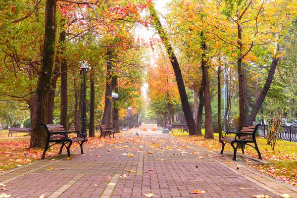 Sonbahar parkı patika yolu ve şehir manzarasında renkli yaprakların altında ahşap banklar. Parkta altın yapraklar ve sonbahar mevsiminde ağaçlar. Güzel sonbahar ormanı, güzel doğa manzarası.