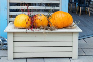 Kafenin girişindeki beyaz ahşap bir masa üzerinde üç büyük olgun portakal kabağı ve saman karışımı. Cadılar Bayramı ve Şükran Günü için sonbahar dekoru. Hasat mevsimi.