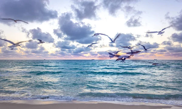 Gündoğumu Sırasında Sabah Erken Saatlerde Pastoral Plajda Kuşlar Besleme Miami — Stok fotoğraf