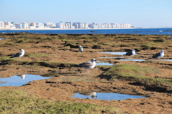 Seagulls on the shore in Cadiz, Andalusia, Spain — Stock Photo, Image