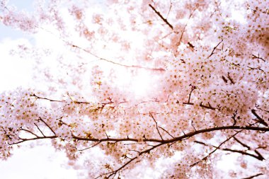 Beautiful pink cherry blossom branches against the sun and the sky in a sunny day