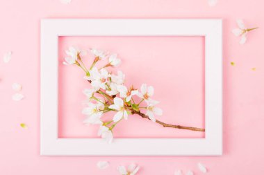 Kiraz çiçeği şube pembe bir arka plan üzerinde boş pembe resim çerçevesi içinde. Düz yatıyordu