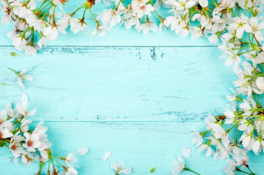 Spring background of white cherry blossom flowers making a frame on turquoise wooden planks. Top view