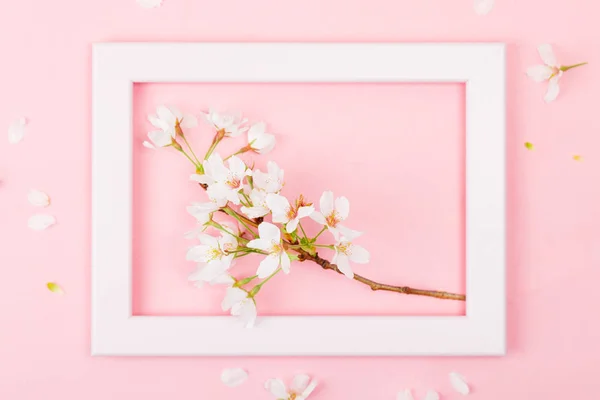 Cherry Blossom Branch Empty Pink Picture Frame Pink Background Flat — Stock Photo, Image