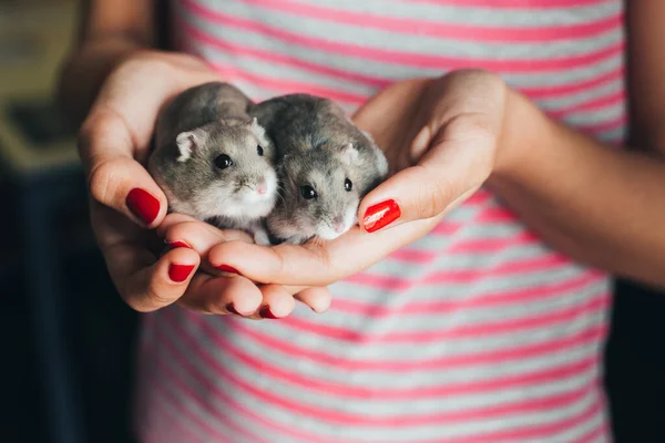 Casal Hamsters Russos Cinzentos Mãos Menina Com Verniz Prego Vermelho — Fotografia de Stock