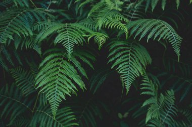 Background of fern leaves in the forest clipart