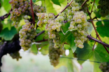 Bunches of white grape to produce basque txakoli wine hanging in the vine with trellises clipart