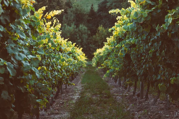 日落时排着一排排叫做Txakoli的巴斯克白葡萄酒葡萄园 — 图库照片