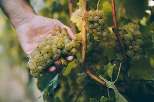 Mão Enólogo Segurando Monte Uva Branca Para Vinho Basco Txakoli — Fotografia de Stock