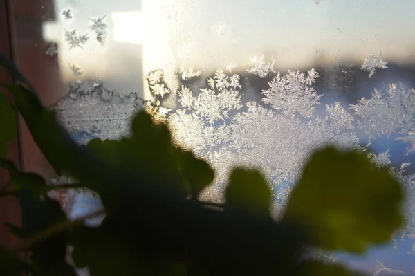 frozen window and green plant