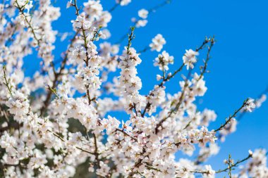 Beyaz kiraz çiçekleri bahar. Beyaz çiçekler arka plan.