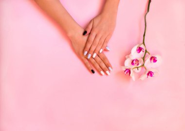 Tırnak bakımı. Şık trendy kadın manikür. Orkide çiçekleri. Pembe ve mavi arka plan üzerinde güzel genç kadın eller.