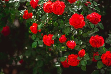 Kırmızı güller çalı. Çiçekçilik ve bahçe konsepti. Metin için alan.