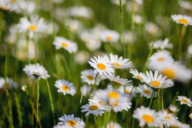 Papatya ve çayırda diğer çiçekler. Doğal çiçek açan papatya. Yaz arka planı.