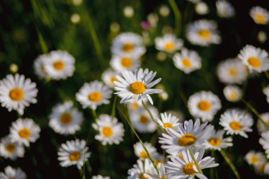 Papatya ve çayırda diğer çiçekler. Doğal çiçek açan papatya. Yaz arka planı.
