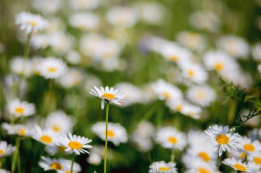 Papatya ve çayırda diğer çiçekler. Doğal çiçek açan papatya. Yaz arka planı.